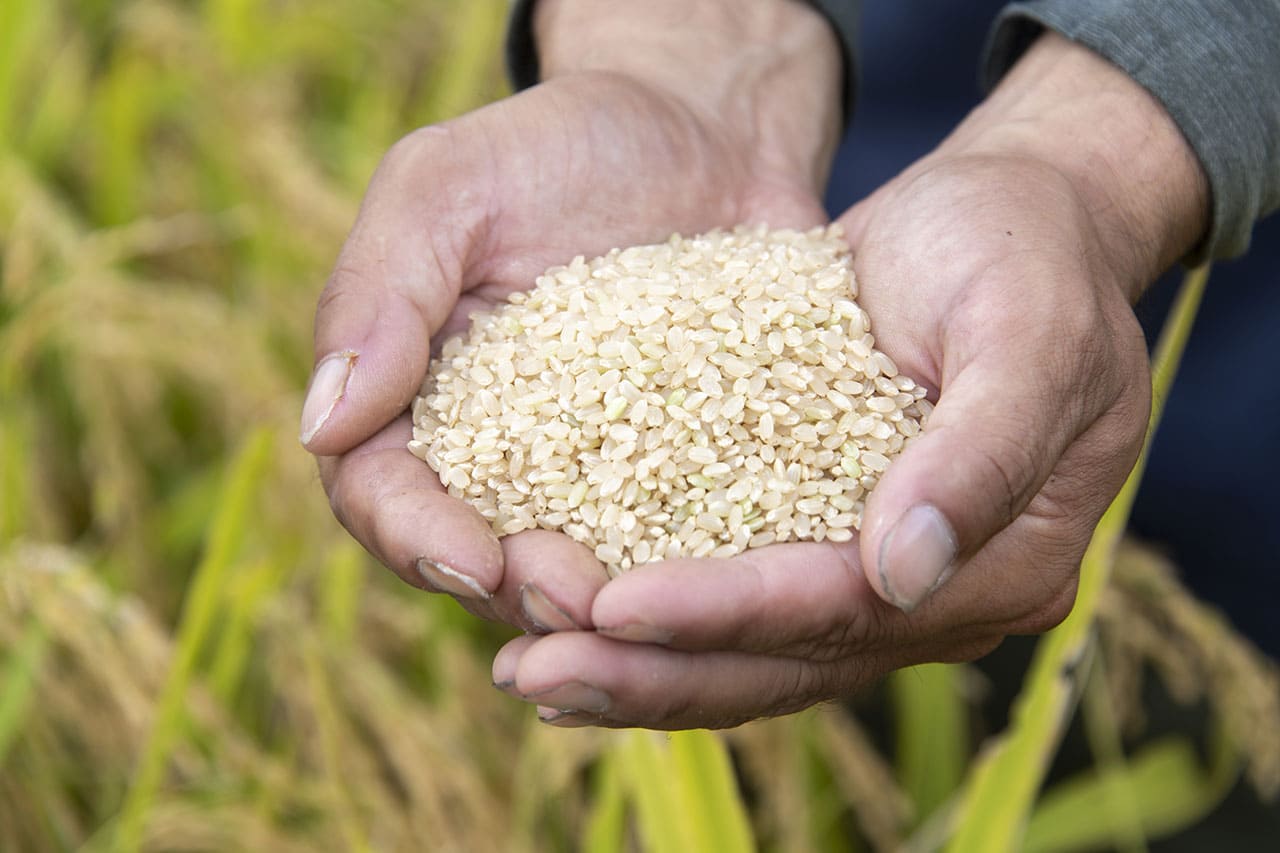 撮影 in 福井<br>コウノトリが来る有機米の田んぼ｜FOOD＆DESIGN w/ Amond「食」の企画とデザインとweb